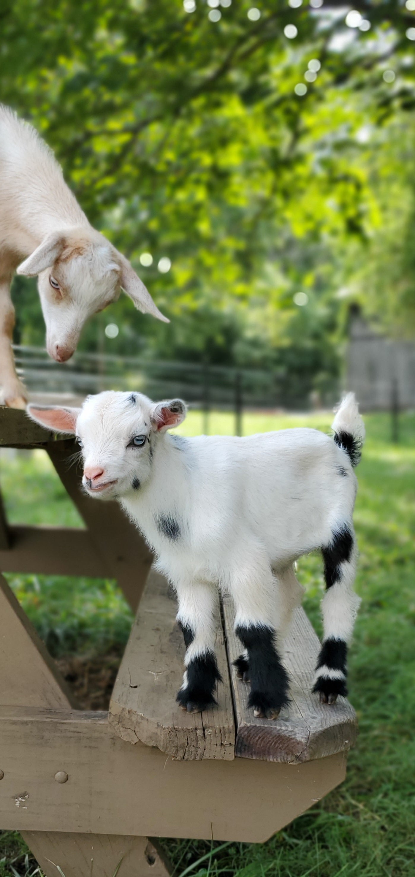 Goat Snuggle Sessions on the Farm!