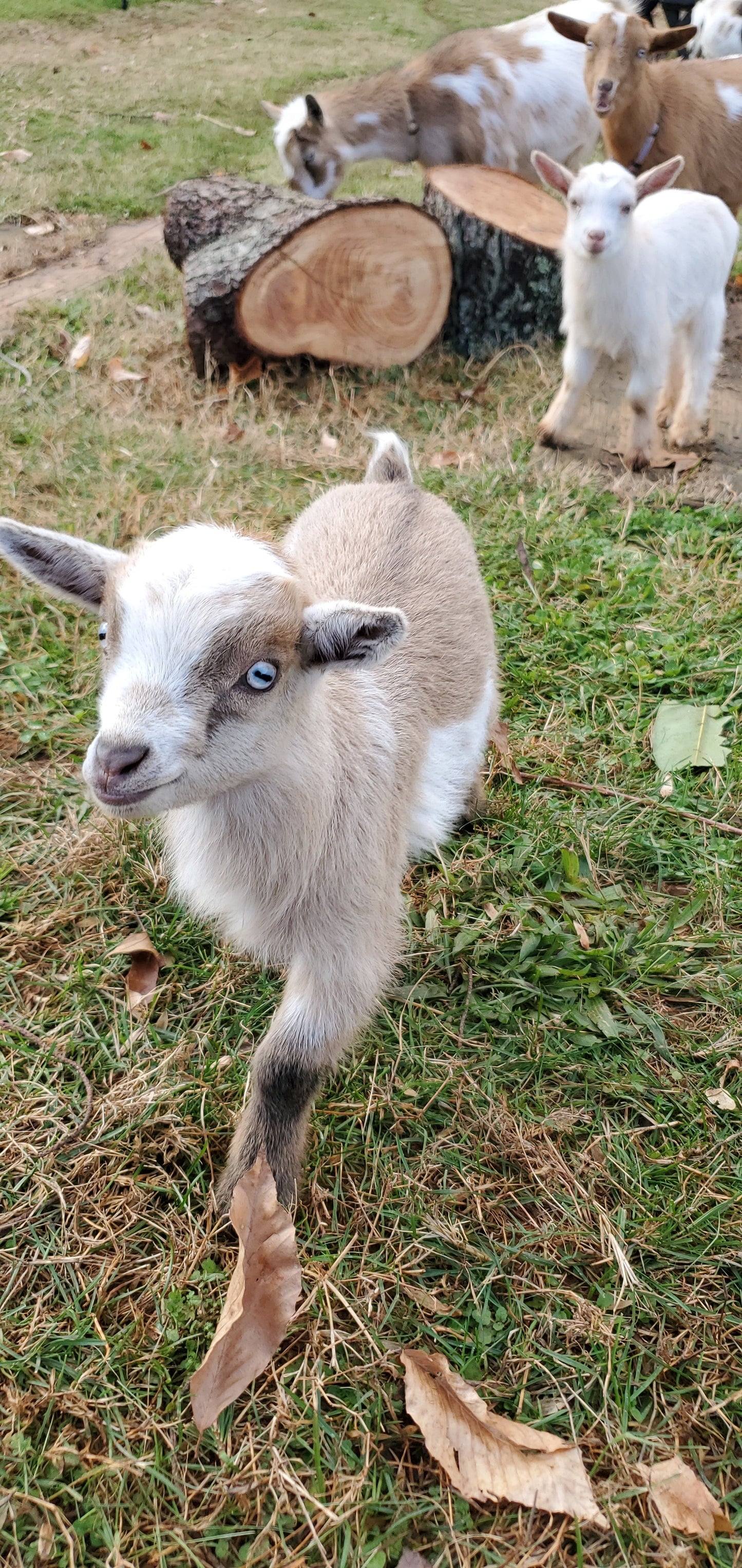 Goat Snuggle Sessions on the Farm!