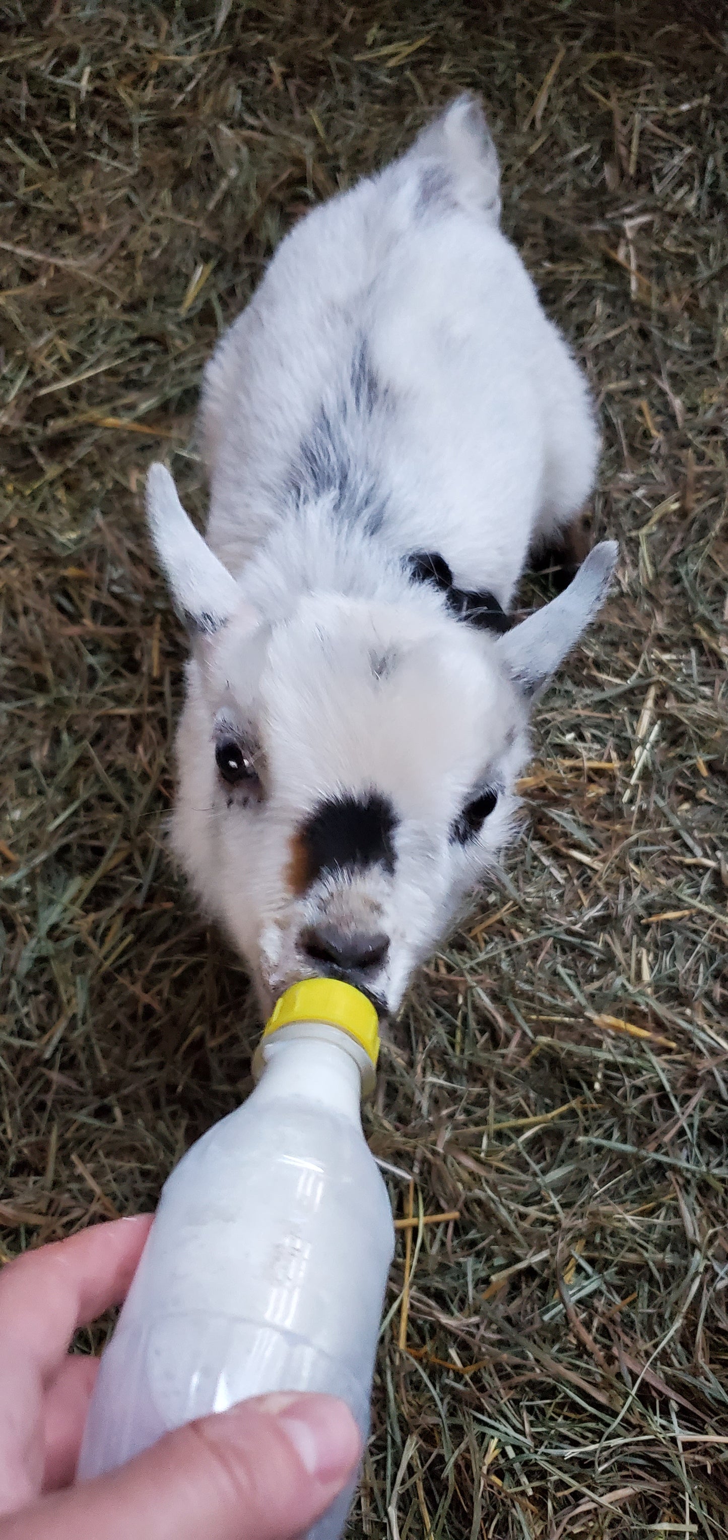 Goat Snuggle Sessions on the Farm!
