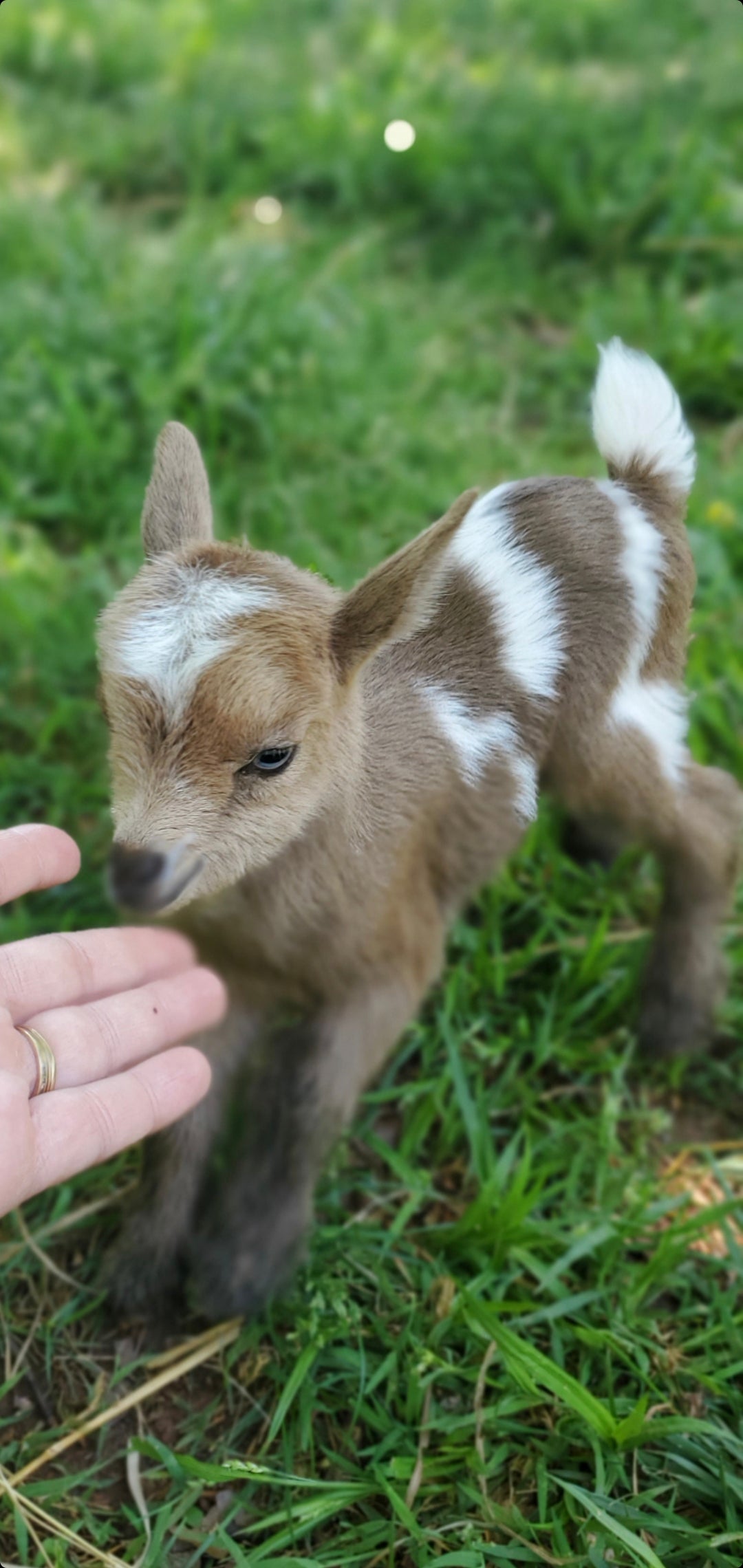 Goat Snuggle Sessions on the Farm!