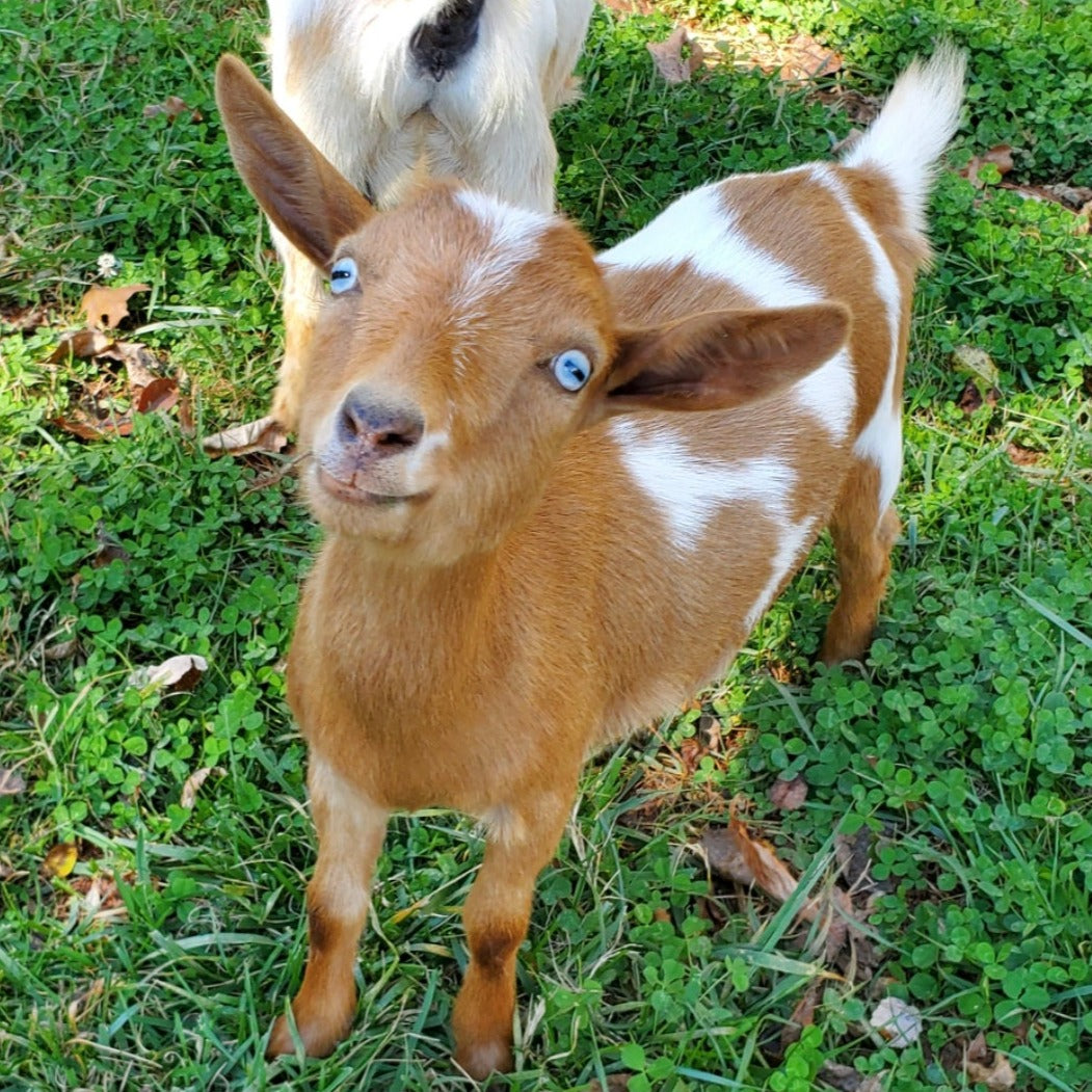 Goat Snuggle Sessions on the Farm!