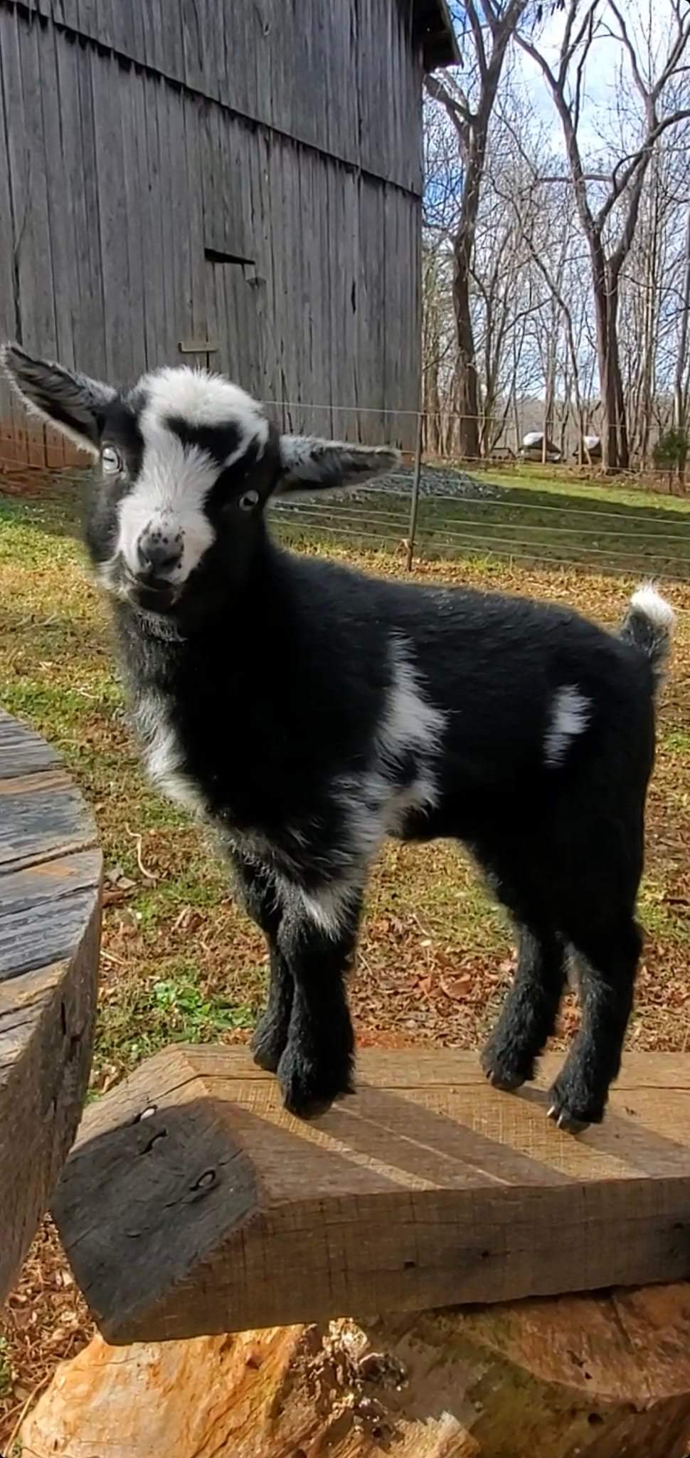 Goat Snuggle Sessions on the Farm!